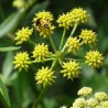 Price: €1.85 - Semi di Levistico o Sedano di Monte (Levisticum officinale) - 