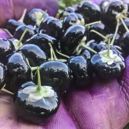 Sementes de Goji Berry Preto (Lycium ruthenicum murr)