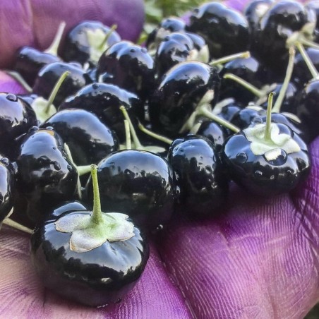 Price: €1.85 - Semillas de Negro Chino, Níspero Goji (Lycium ruthenicum murr) -