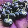 Black Goji Berry Seeds (Lycium ruthenicum murr)