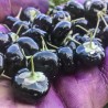 Price: €1.85 - Graines de Baies Goji Noir (Lycium ruthenicum murr) - 