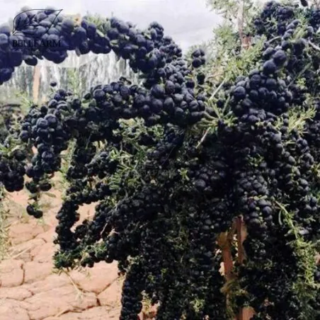 Sementes de Goji Berry Preto (Lycium ruthenicum murr)
