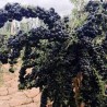 Price: €1.85 - Graines de Baies Goji Noir (Lycium ruthenicum murr) - 