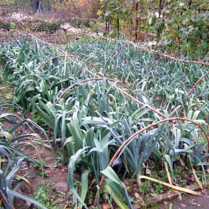 Kamus Leek Seeds – Allium Porrum