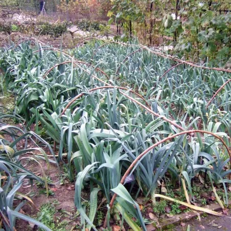 Kamus Leek Seeds – Allium Porrum