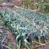 Kamus Leek Seeds – Allium Porrum