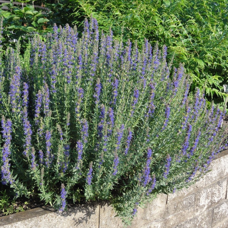 Sementes de Hissopo - Planta Medicinal (Hyssopus officinalis) | 2,45 €
