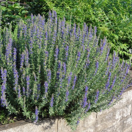 Price: €2.45 - Bienenkraut - Ysop Samen Heilpflanze (Hyssopus officinalis) -