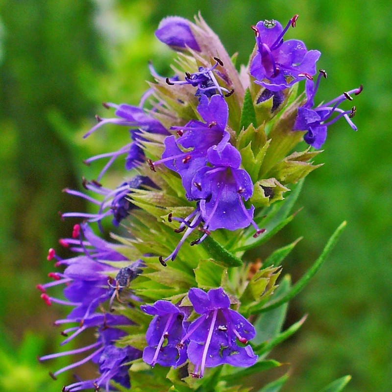 Price: €2.45 - Bienenkraut - Ysop Samen Heilpflanze (Hyssopus officinalis) - 