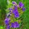 Miloduh Seme (Hyssopus officinalis)