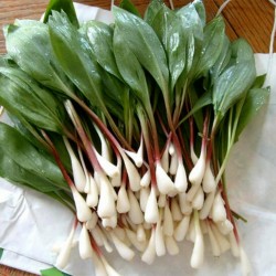 Price: €2.35 - ΑΓΡΙΟ ΣΚΟΡΔΟ σπόρους (Allium ursinum) - Seeds Gallery