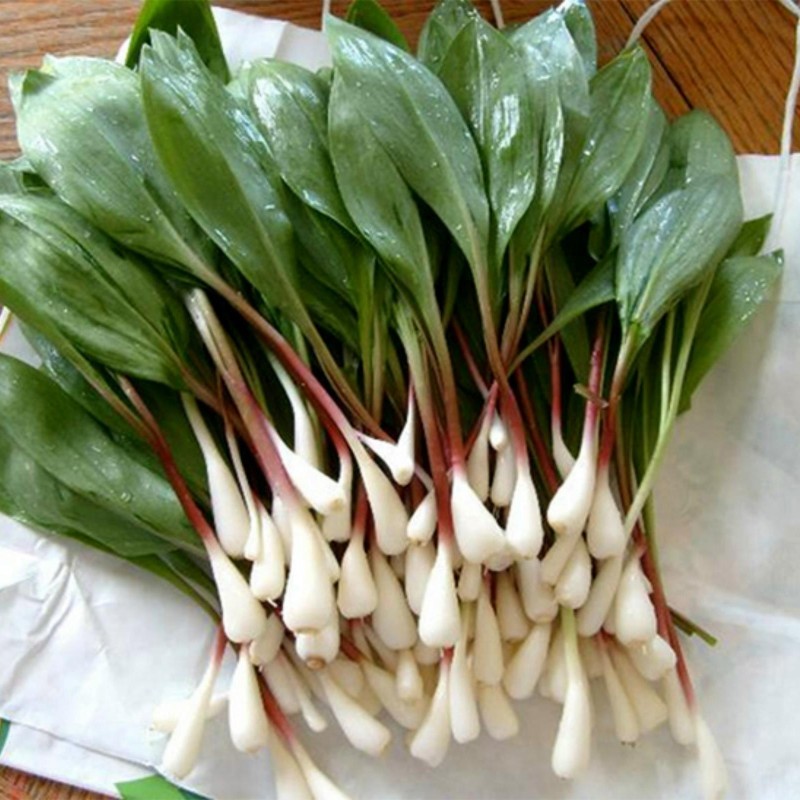 Sementes de ALHO DOS URSOS, ALHO SELVAGEM (Allium ursinum)