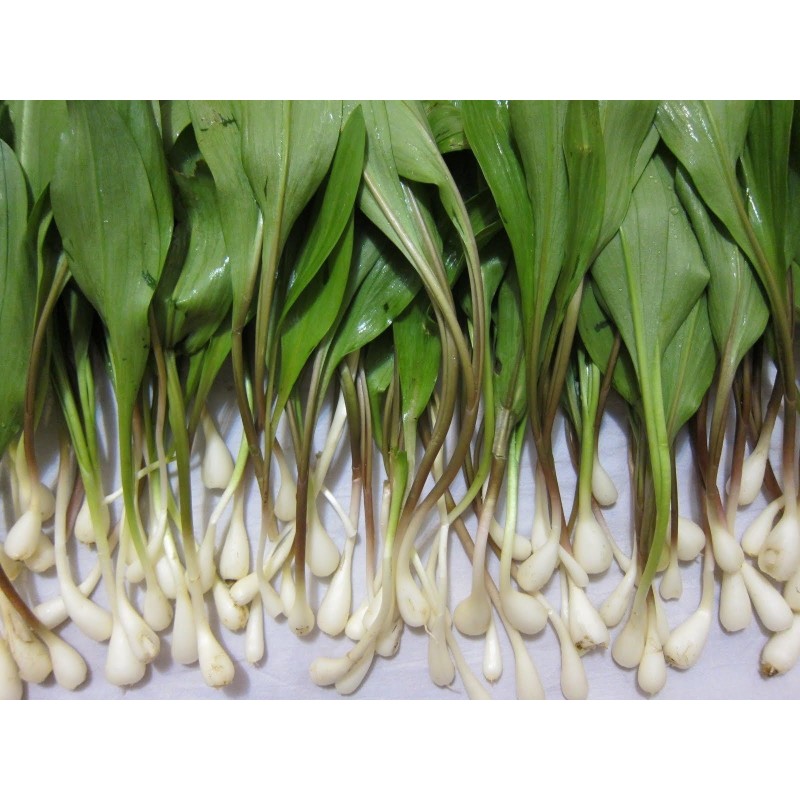 Sementes de ALHO DOS URSOS, ALHO SELVAGEM (Allium ursinum)
