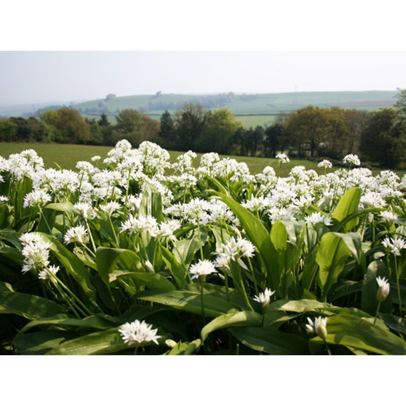 Sementes de ALHO DOS URSOS, ALHO SELVAGEM (Allium ursinum)