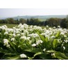 Sementes de ALHO DOS URSOS, ALHO SELVAGEM (Allium ursinum)