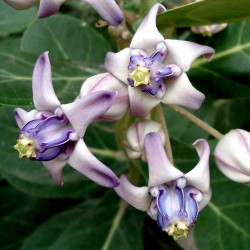 Price: €2.35 - Σπόροι Arqa - Calotropis Gigantea - το φαρμακευτικό φυτό - 