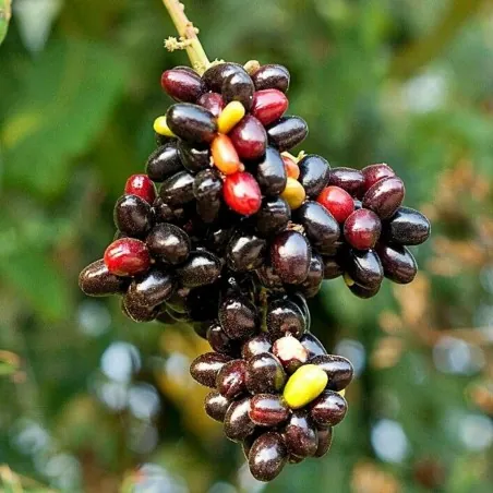 Rzadkie nasiona słodkich owoców tęczy (Lepisanthes rubiginosa)