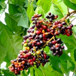 Frutto raro - Semi di frutta RUSTY SAPINDUS (Lepisanthes rubiginosa) 4 - 5