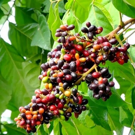 Price: €4.5 - Rare Sweet Rainbow Fruit Seeds (Lepisanthes rubiginosa) -
