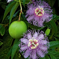 Sementes de Passionflower roxo (Passiflora incarnata) 2.05 - 1