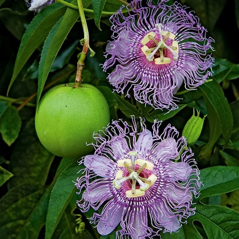 Maypop, Purple Passionflower Seeds (Passiflora incarnata)