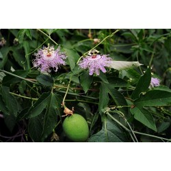 Läkepassionsblomma Frön (Passiflora incarnata) 2.05 - 4