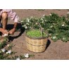 Price: €1.95 - Semi di CAPPERO (Capparis spinosa) - 