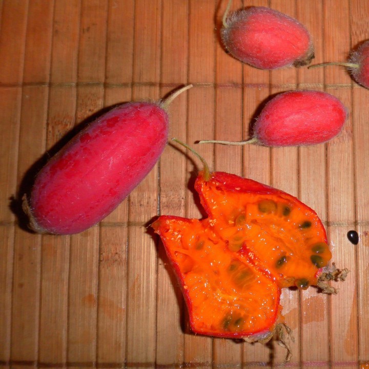 Manchu Tubergourd, Wild Potato Seeds (Thladiantha dubia) - 3.375