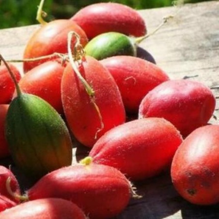 Graines de Pomme de terre sauvage (Thladiantha dubia)