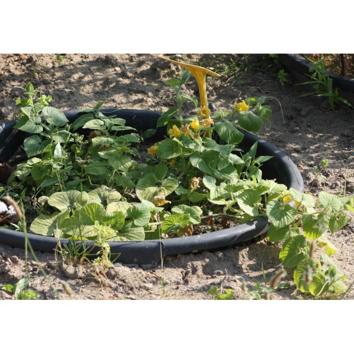 Manchu Tubergourd, Wild Potato Seeds (Thladiantha dubia) - 3.375