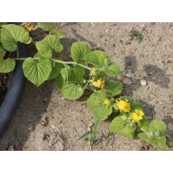 Manchu Tubergourd, Wild Potato Seeds (Thladiantha dubia) 3.75 - 3