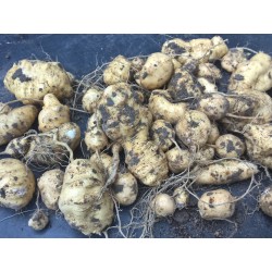 Graines de Pomme de terre sauvage (Thladiantha dubia) 3.75 - 4