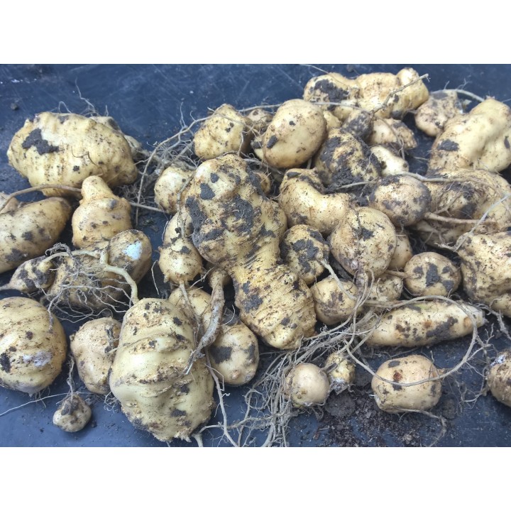 Manchu Tubergourd, Wild Potato Seeds (Thladiantha dubia) - 3.375