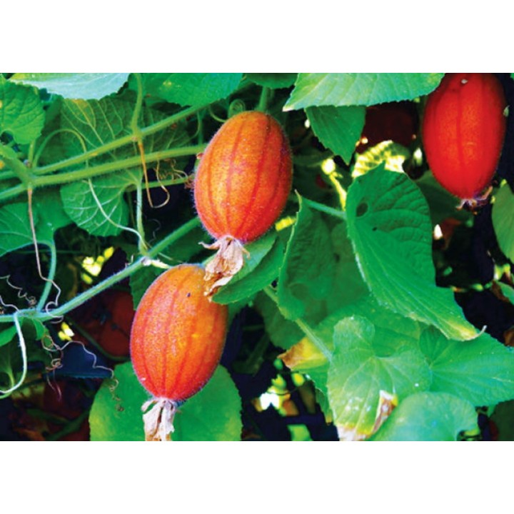 Manchu Tubergourd, Wild Potato Seeds (Thladiantha dubia) - 3.375
