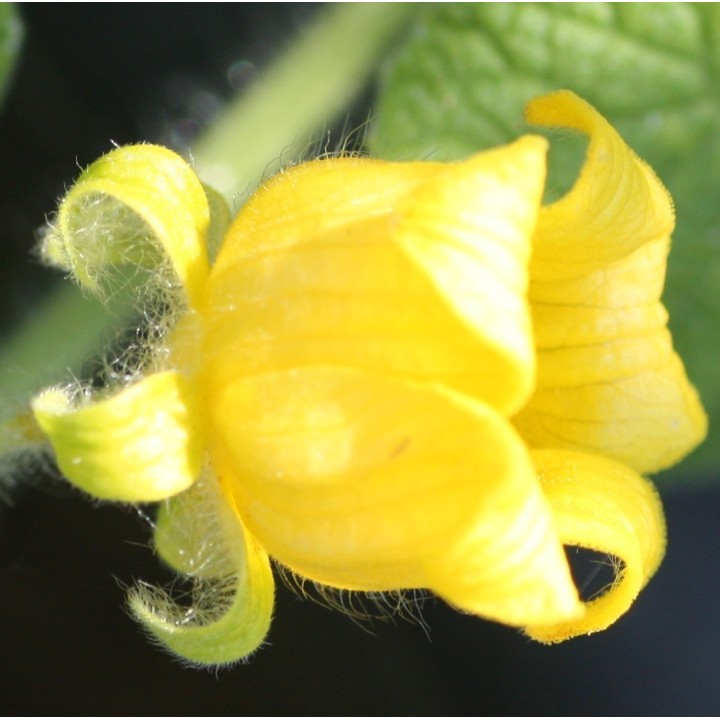 Manchu Tubergourd, Wild Potato Seeds (Thladiantha dubia) - 3.375