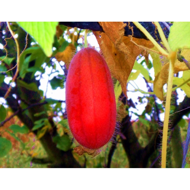 Manchu Tubergourd, Wild Potato Seeds (Thladiantha dubia) - 3.375