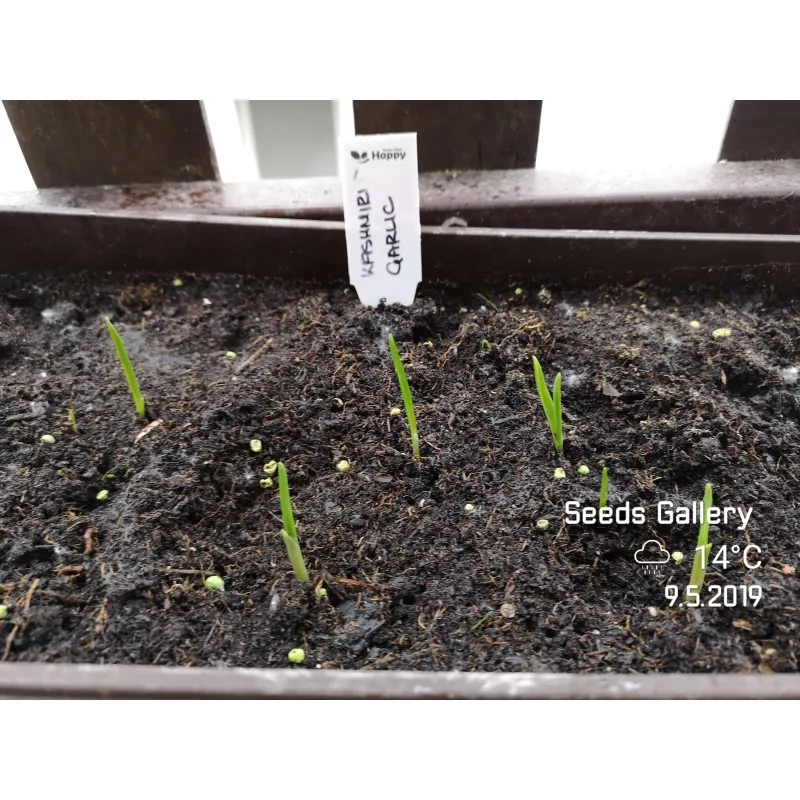 Kashmiri Garlic Seeds (Allium schoenoprasum)