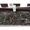 Kashmiri Garlic Seeds (Allium schoenoprasum)