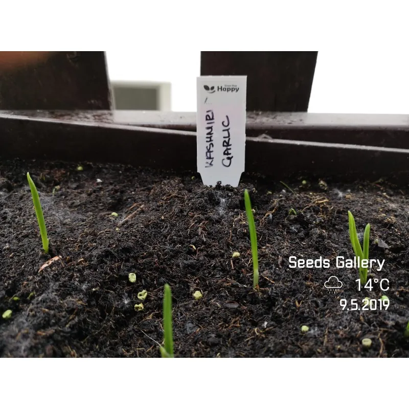 Kashmiri Garlic Seeds (Allium schoenoprasum)