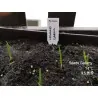 Kashmiri Garlic Seeds (Allium schoenoprasum)