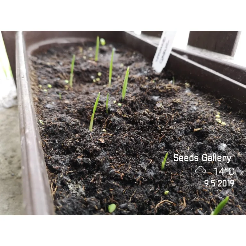 Kashmiri Garlic Seeds (Allium schoenoprasum)