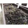 Kashmiri Garlic Seeds (Allium schoenoprasum)