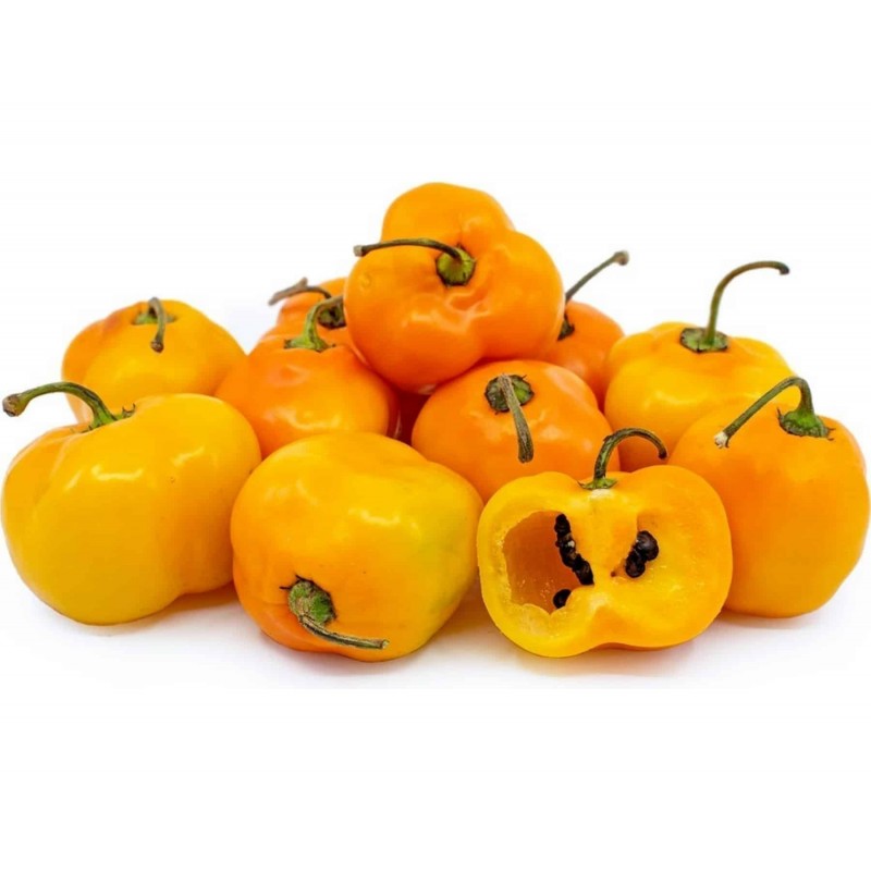 Rokotopeppar Frön (Capsicum pubescens) 'Rocoto Manzano'