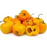 Rocoto Manzano Seeds