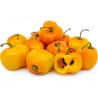 Price: €1.75 - Sementes de Rocoto Manzano pimentão frescos - Seeds Gallery