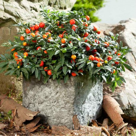 Price: €1.85 - Korallbär Frön (Solanum pseudocapsicum) -