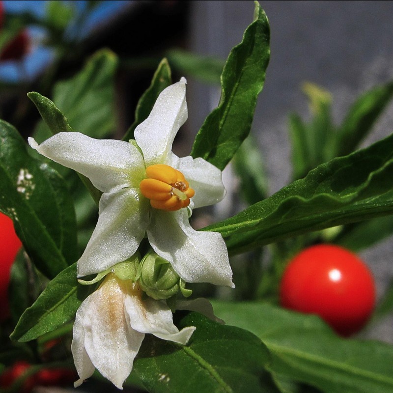 Price: €1.85 - Sementes de Peloteira, Cereja-de-natal, Cereja-de-jerusalém - 