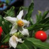 Price: €1.85 - Korallbär Frön (Solanum pseudocapsicum) - 