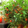 Price: €1.85 - Sementes de Peloteira, Cereja-de-natal, Cereja-de-jerusalém - 