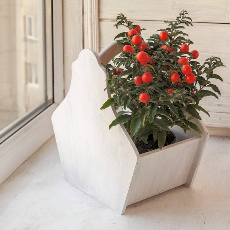 Price: €1.85 - Semi di Ciliegia di Gerusalemme (Solanum pseudocapsicum) - 